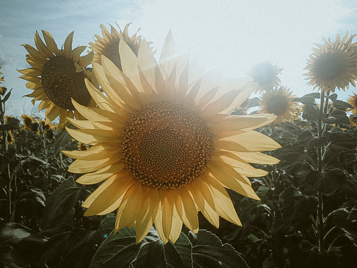 ���� �������