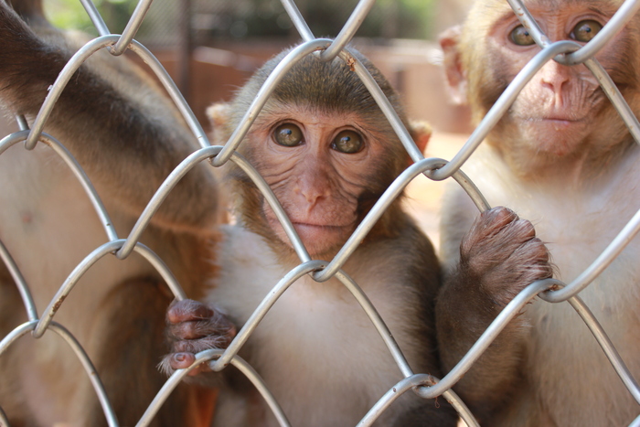 Абхазия 2014, питомник обезьян