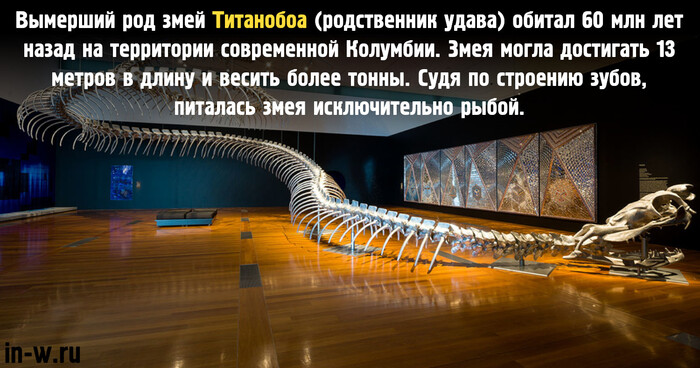 В доисторическую Колумбию ни ногой!