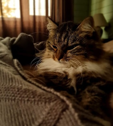 #подборка книг про кошек