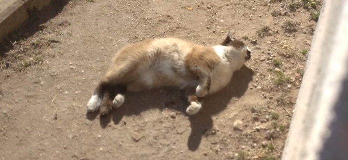 Весна пришла, запели птички, набухли почки и яички