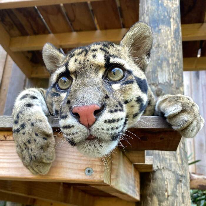   ,  ,  ,  , Wild Cat Centre,  ,  ,  , 