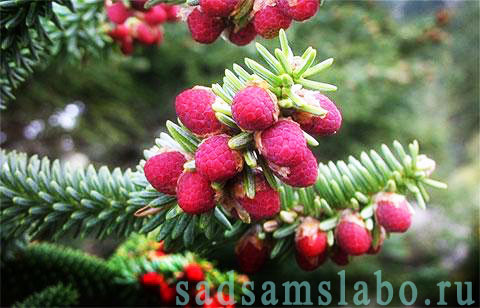 Знаете ли вы, что на ёлках растёт малина?