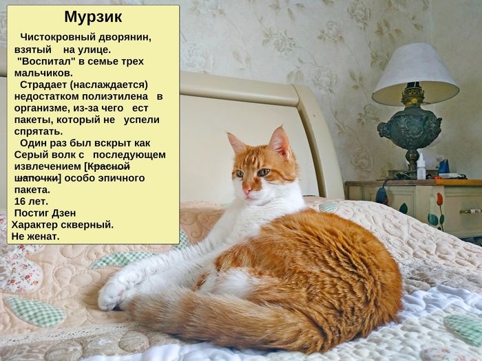 Нельзя просто так взять и не поделиться котиком