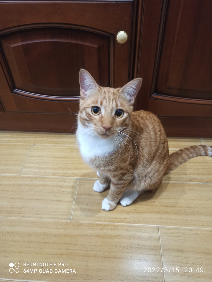 Али Али. Сима Ленд Кот, Магазин, AliExpress, Длиннопост