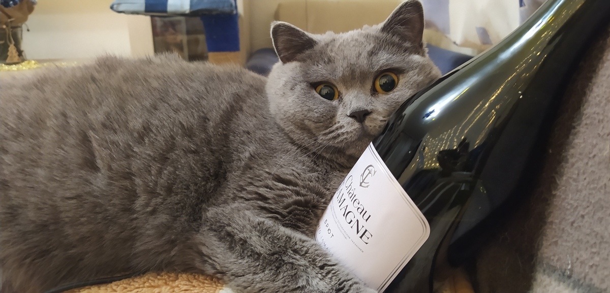Кот алкоголик горе в семье