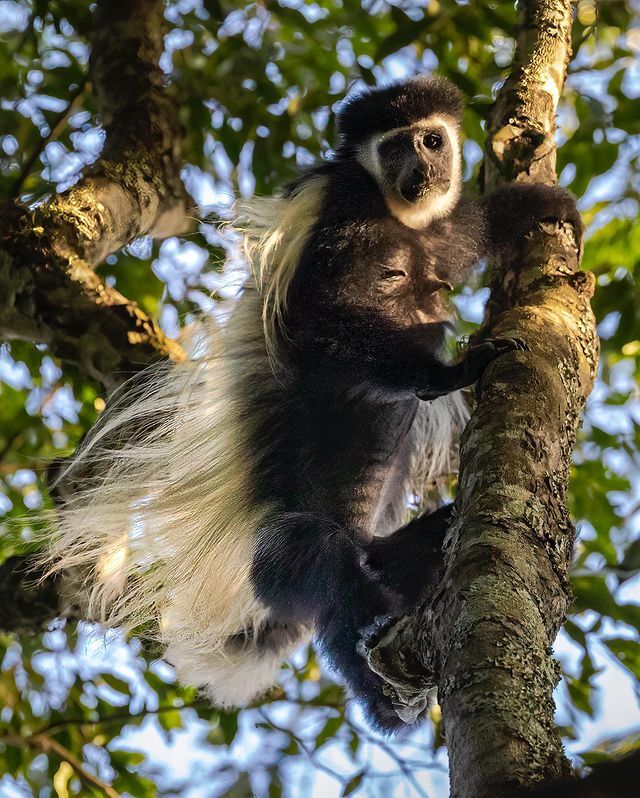 ظ����� �����