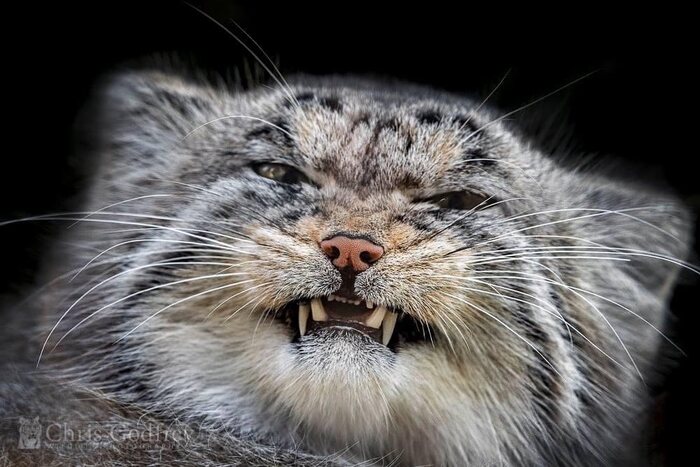 Неглаженый, поэтому недовольный