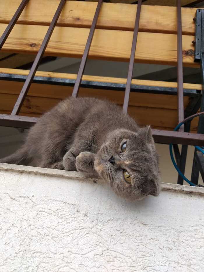 ? , 