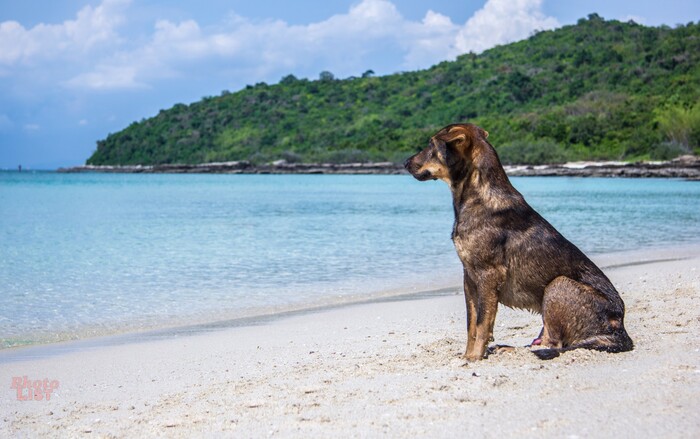 Островитянин