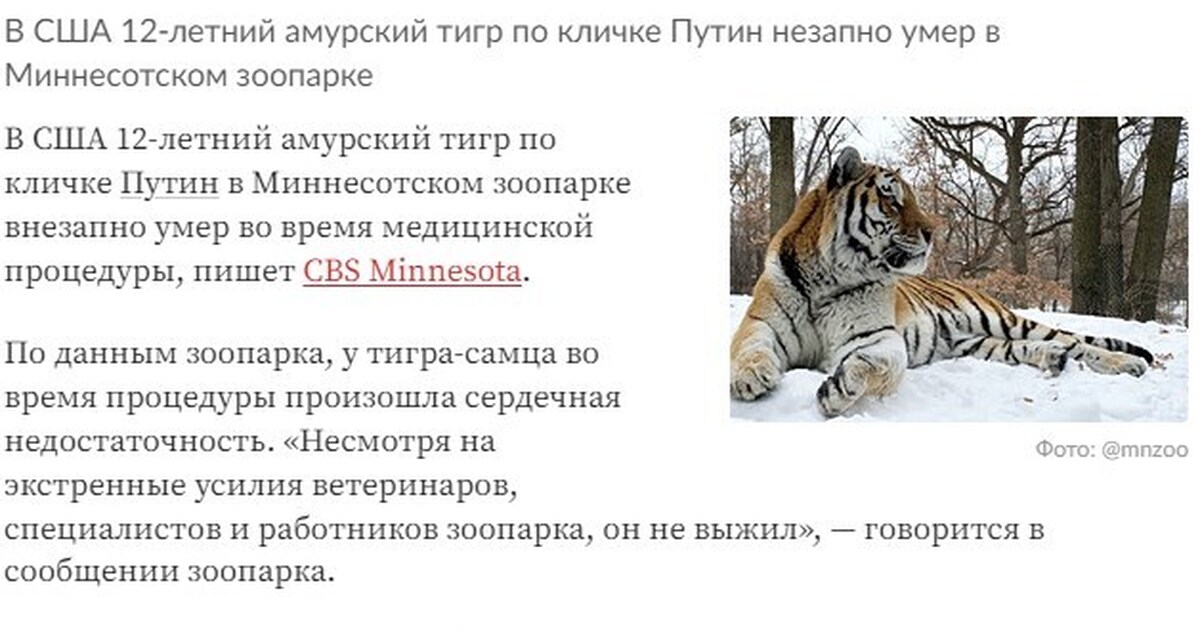 Сколько в мире амурских тигров. Причины гибели Амурского тигра. Амурский тигр классификация.