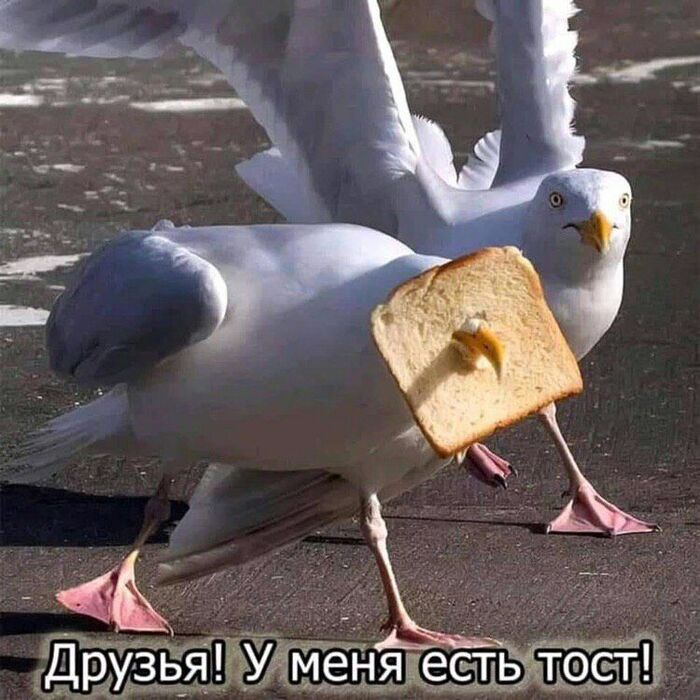 высоко в горах тост