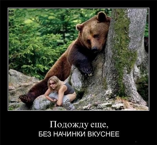 Не много о медведях