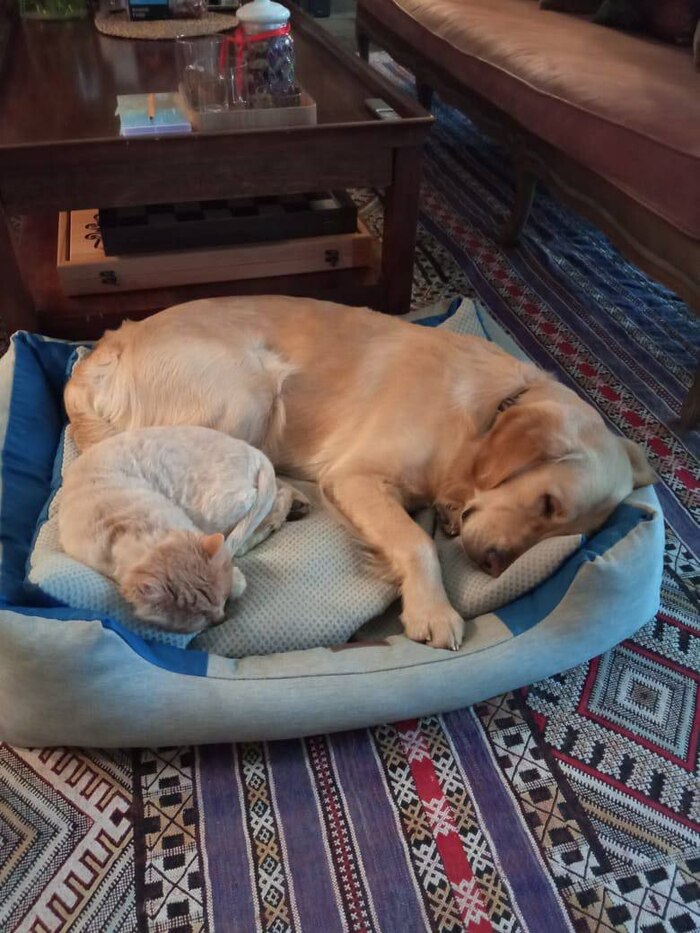 От любви до ненависти - один лежак на двоих. Привет из нового дома от Валерия, которого осень. 2021 года оставили в пятерочке в деревне