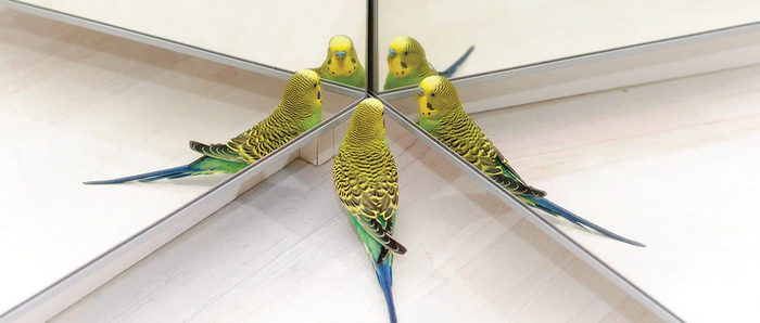 Почему мелкие попугаи сходят с ума из-за зеркала в клетке? Никогда не повторяйте этой ошибки Попугай, Зеркало, Книга животных, Яндекс Дзен, Длиннопост