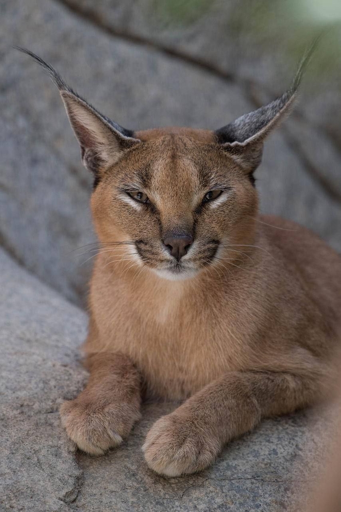 Маленький каджит все про тебя знает, юзернейм