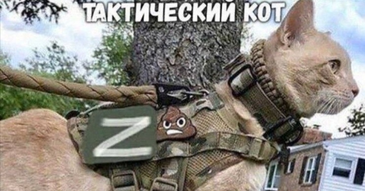 Тактический кот картинки