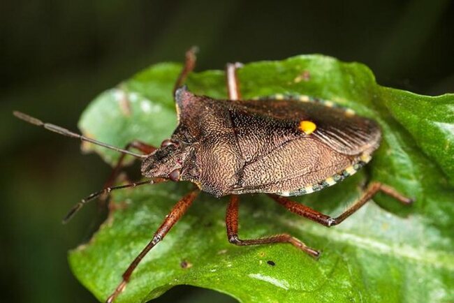 ������� ������������