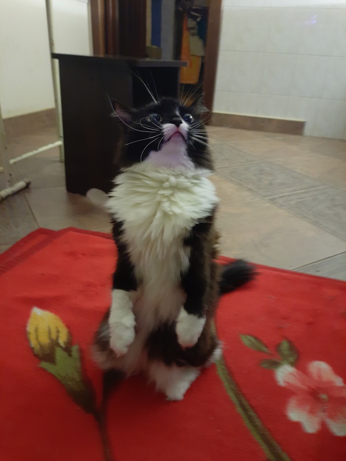 Её мегершество