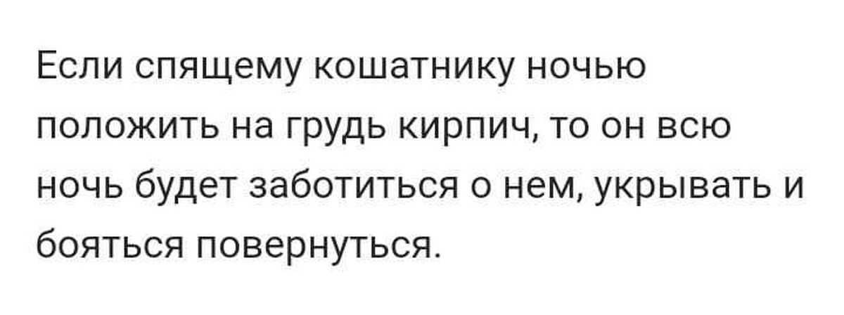 Если кошатнику положить кирпич. Если спящему кошатнику ночью положить кирпич.