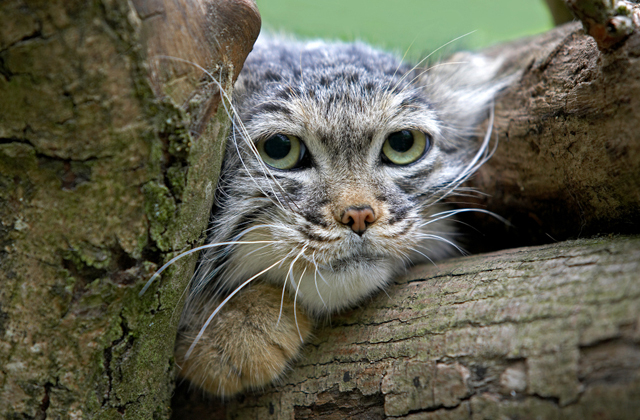 Клыкастый пушистик