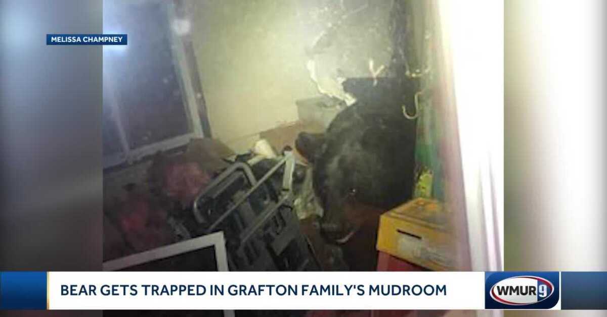 Медведь причинил разрушения в кормушке