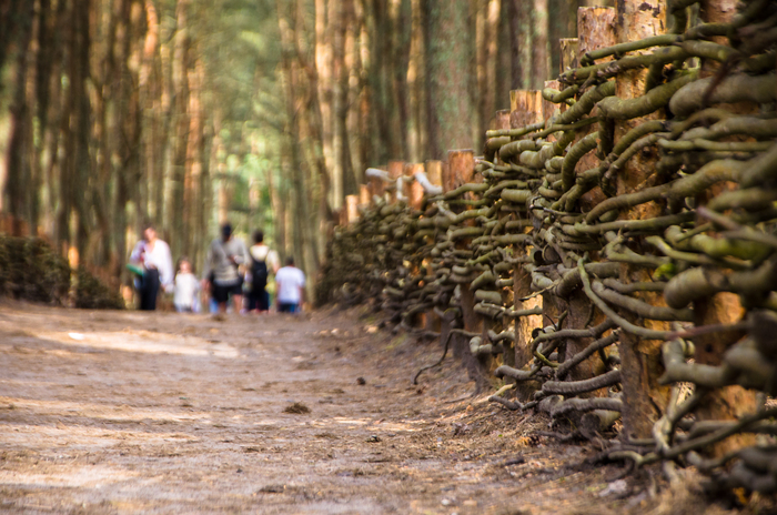 Могила Канта там... Калининград, Фотография, Любительская съемка, Россия, Достопримечательности, Хочу критики, Куршская коса, Длиннопост