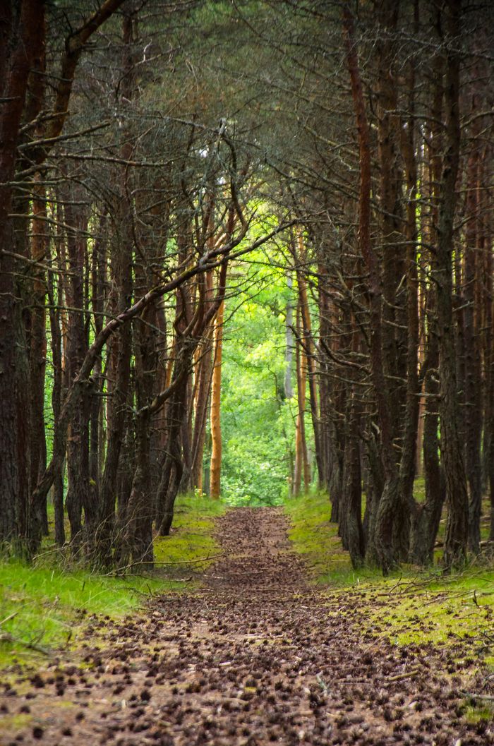 Могила Канта там... Калининград, Фотография, Любительская съемка, Россия, Достопримечательности, Хочу критики, Куршская коса, Длиннопост