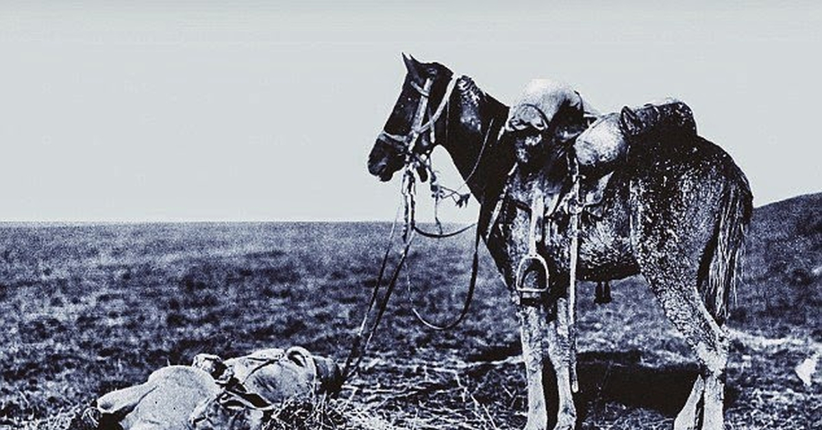 Лошади вытянувшие черные головы и согнувшиеся. Убитые лошади первой мировой войны. Лошади на войне.