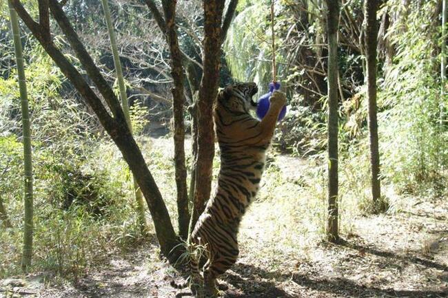 Новая игрушка у большого котика