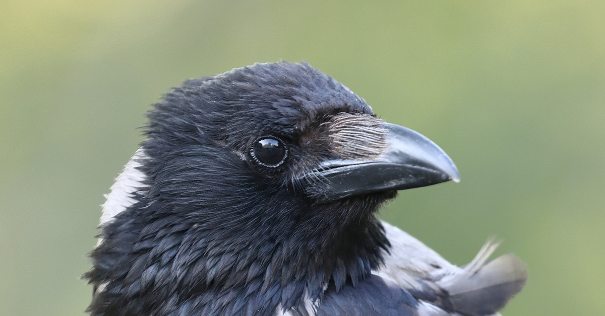 Учи ворона. Нелетающие птицы. Sweden Crow.