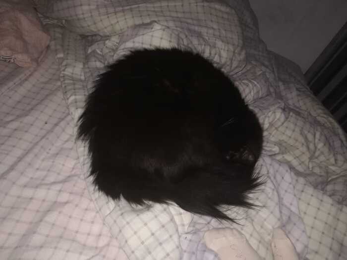 Не выложил кота - не пикабушник. Аксиома