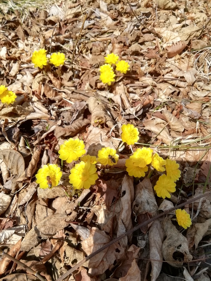 Адонисы амурские и пчелки приморские