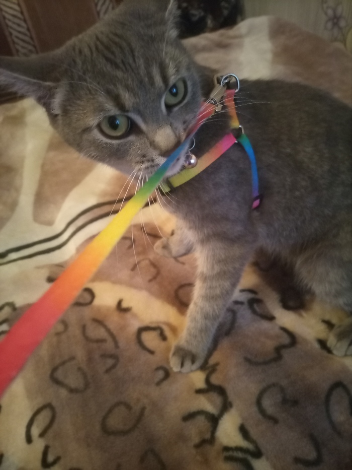 � ���� ������� ����� ������?