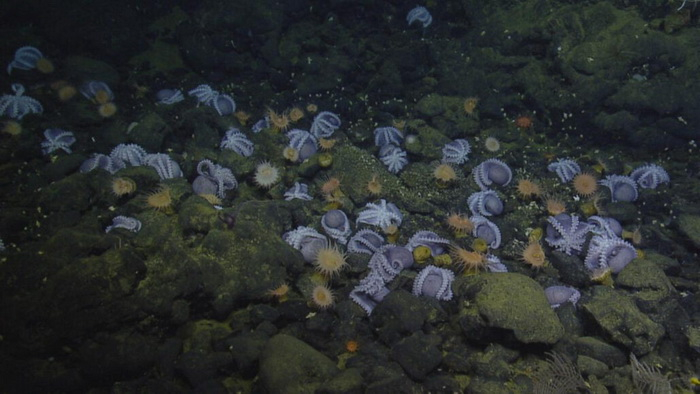 Глубоководные осьминоги выводят потомство в инкубаторах Осьминог, Головоногие, Моллюск, Кладка, Яйца, Инкубатор, Горячие источники, Морские обитатели, Наука и жизнь, Дикие животные, Глубоководные обитатели, Познавательно, НИИ, Монтеррей, Калифорния, США, Океанология