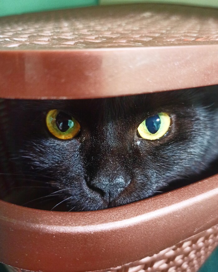 Его скотейшество