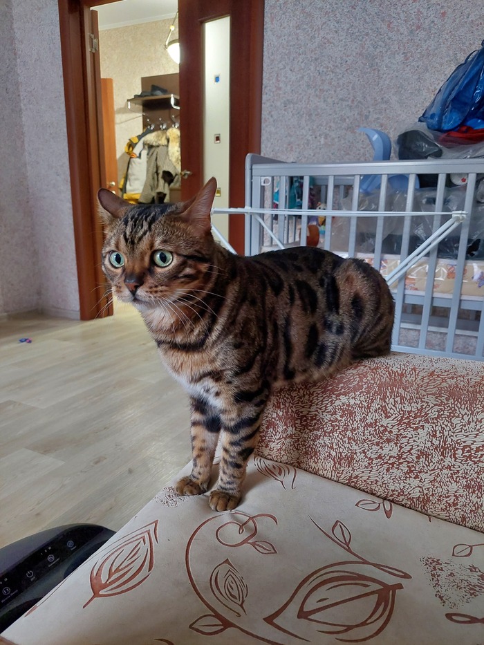 ���� ������