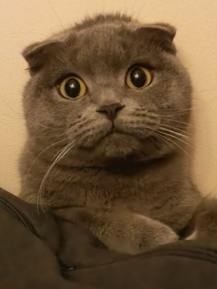 Моё чудо без перьев, но с хвостом