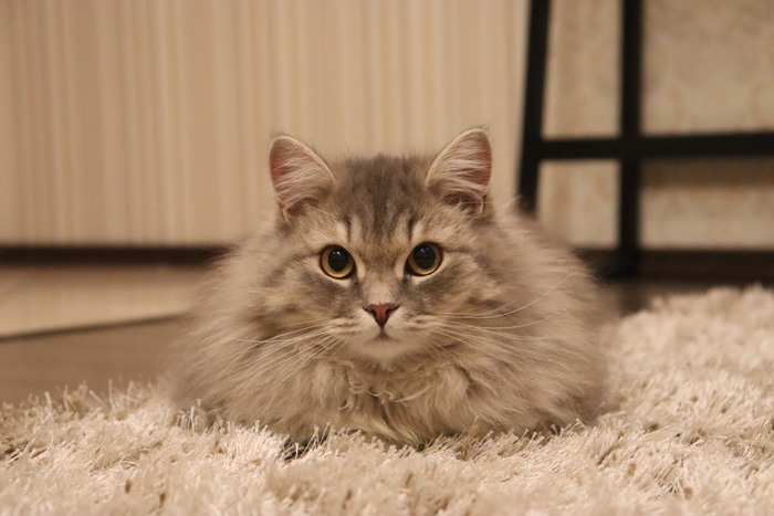 �� ������� ���� - �� ����������