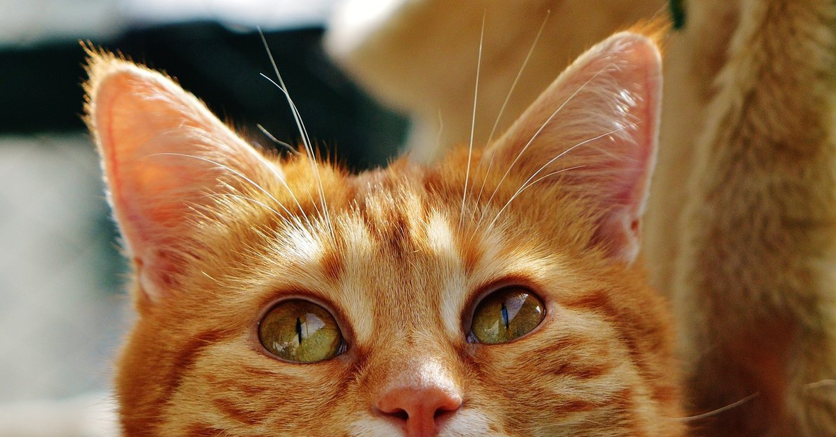 Типы рыжих кошек. Европейская короткошерстная табби рыжий. Рыжий кот. Рыжий котик. Рыжая кошка.