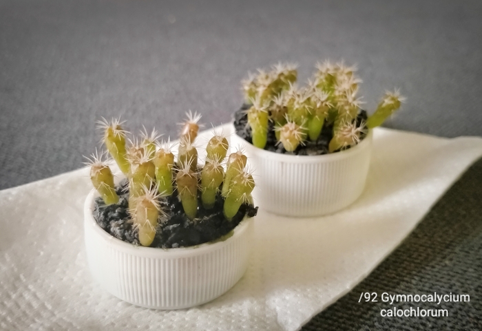   Gymnocalycium calochlorum , , , , , , ,  , 