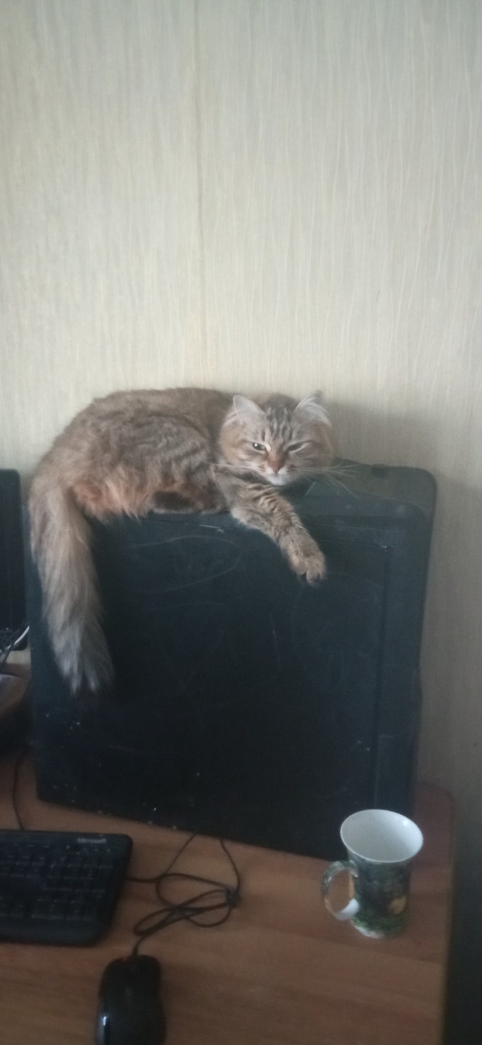 Все с котами, а я с кочкой