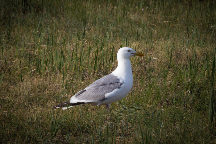 Larus argentatus (.) -   , ,  , , , , Canon, , 2021