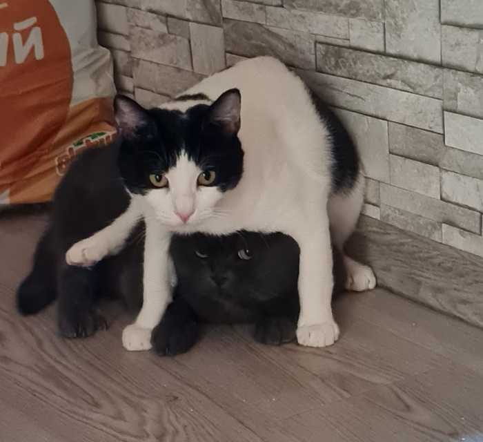 ������� �������������