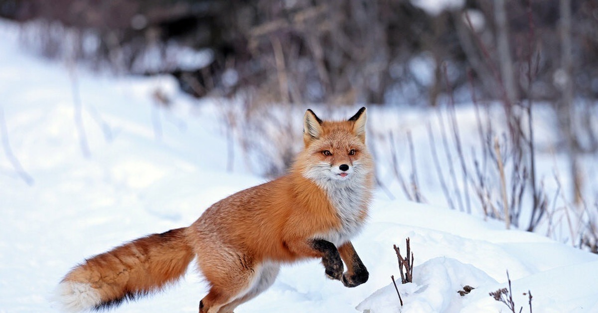 Бразды пушистые взрывая ^.^ | Пикабу