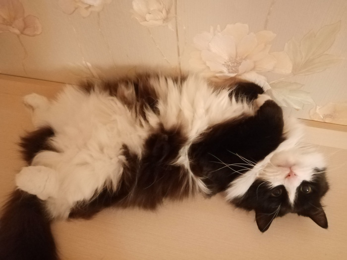 Ответ на пост «Котофото»