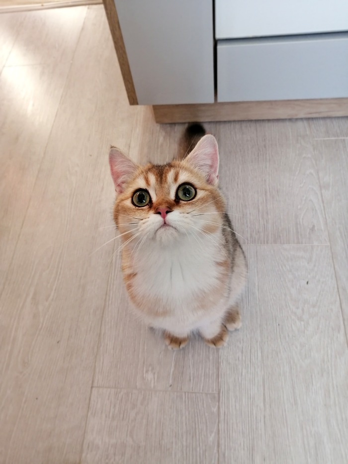 И я пикабушница, доказательства на фото)