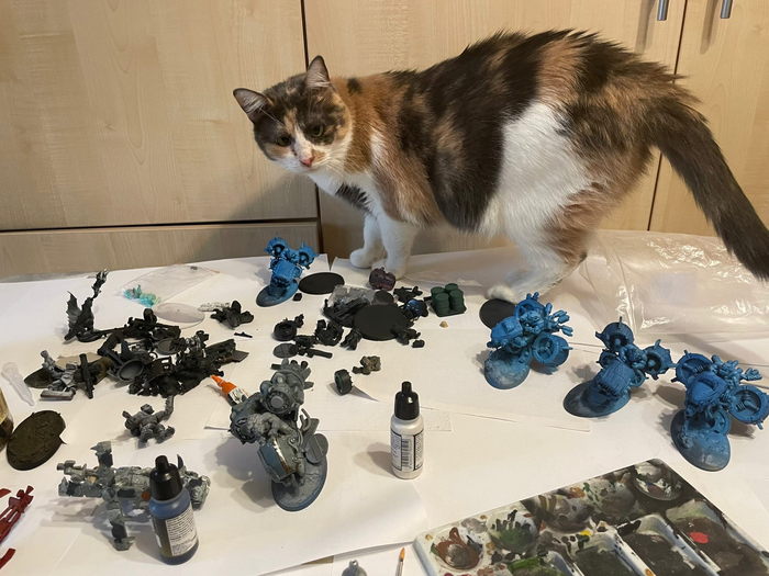 Ваха и котики - идеально