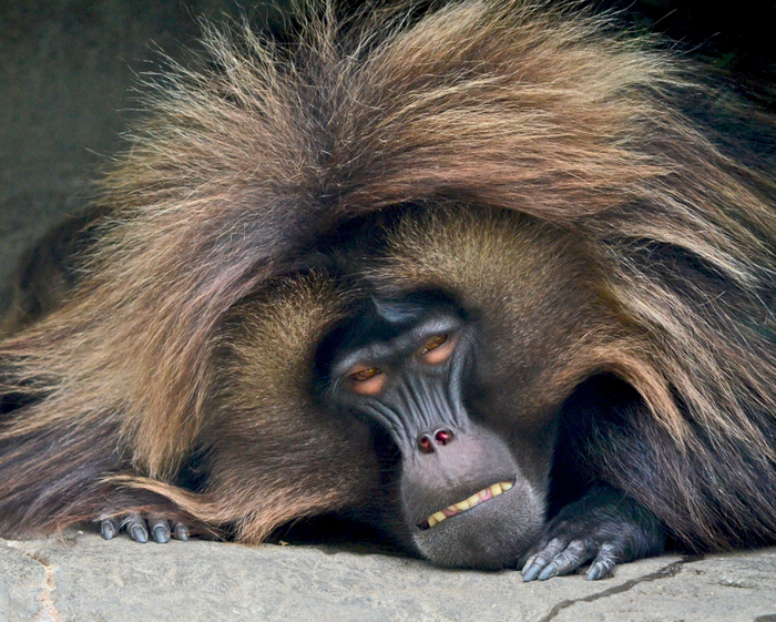 Мохнатая обезьяна