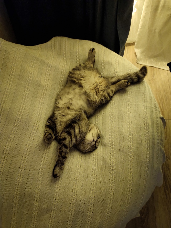 Не запостил кота- не пикабушник